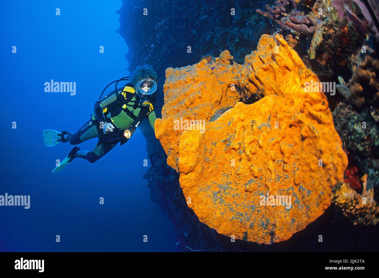 Scuba diver looks at big Orange Elephant Ear Sponge (Agelas clathrodes) in a caribbean coral reef, Saba, Netherland Antilles, Caribbean Stock Photo