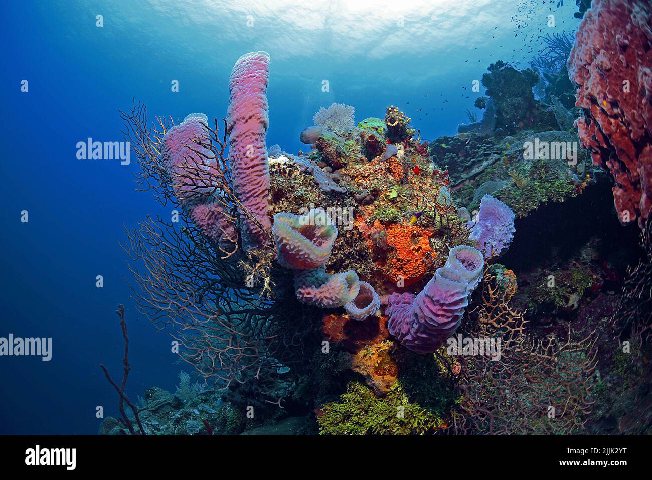 Azure Vase Sponge (Callyspongia plicifera), caribbean coral reef at Roatan, Bay Islands, Honduras, Caribbean Stock Photo