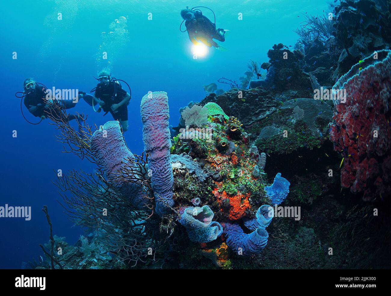 Taucher bei einem Vasenschwamm (Callyspongia plicifera), karibischen Korallenriff bei Roatan, Bay Islands, Honduras, Karibik | Scuba diver at a Azure Stock Photo