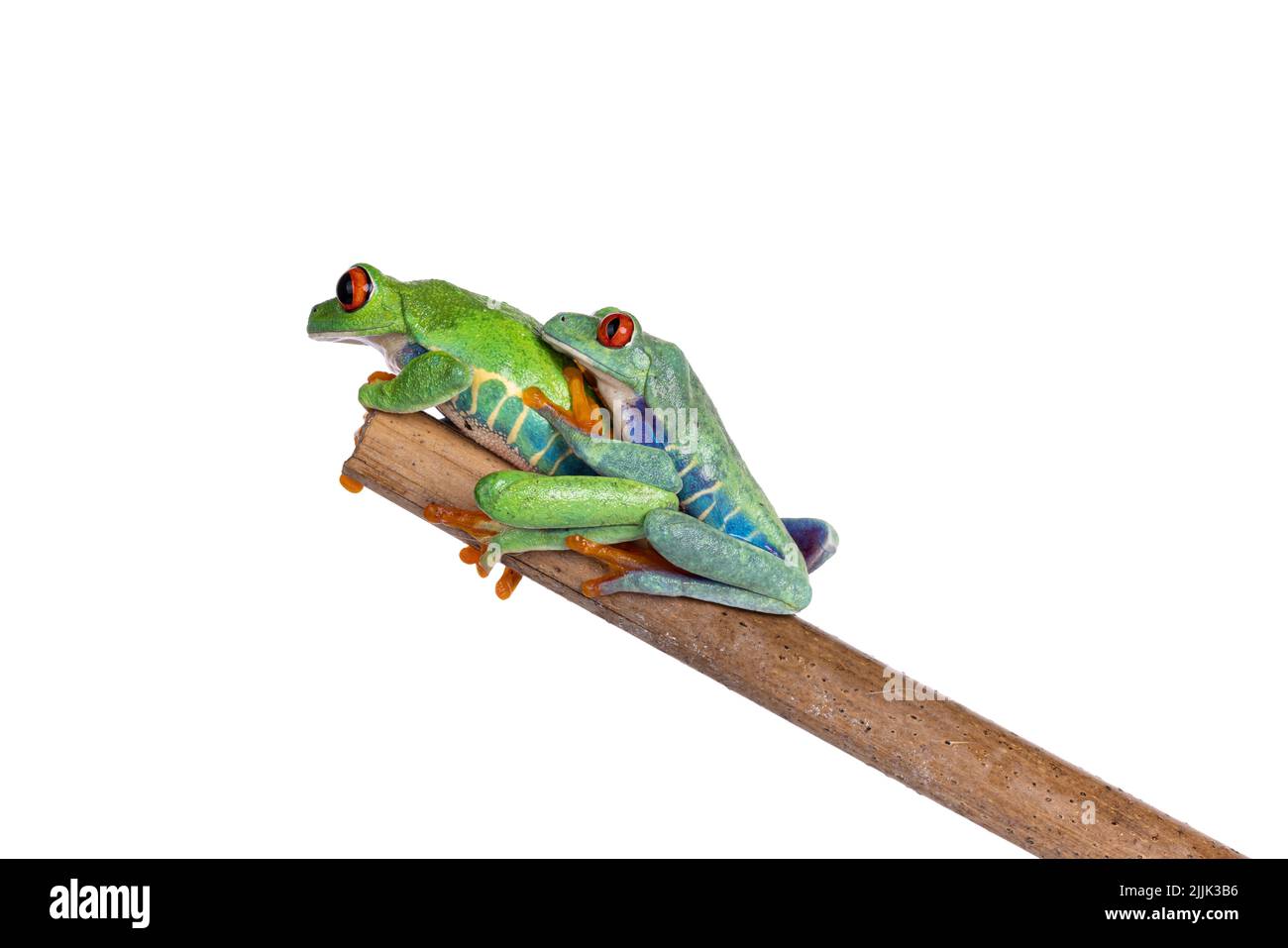 Two Red-eyed tree frogs aka Agalychnis callidryas, sitting on wooden stick holding each other. Looking away from camera. Isolated on a white backgroun Stock Photo