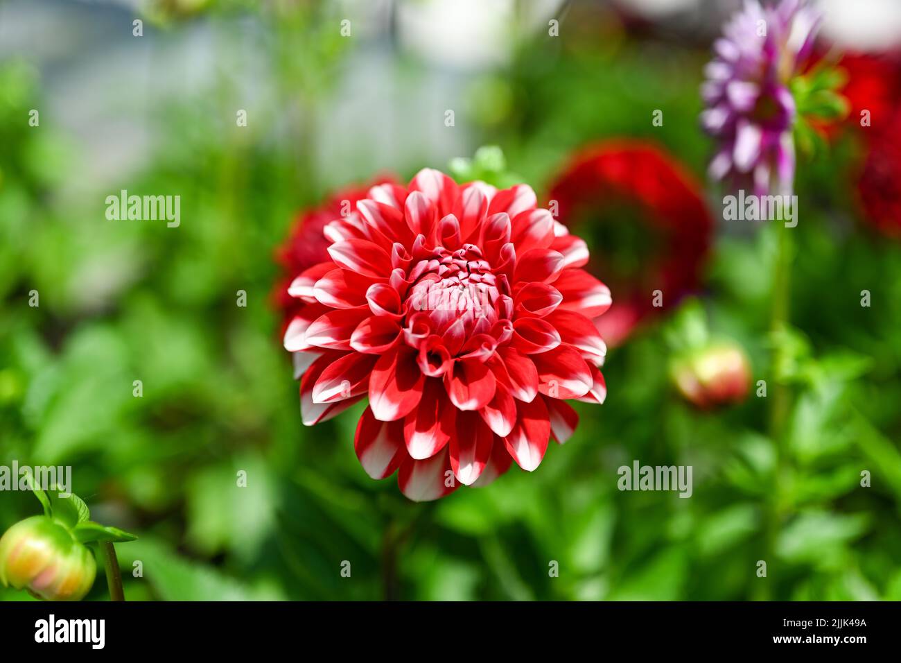 NAture flower overhead photo isolated Stock Photo Alamy