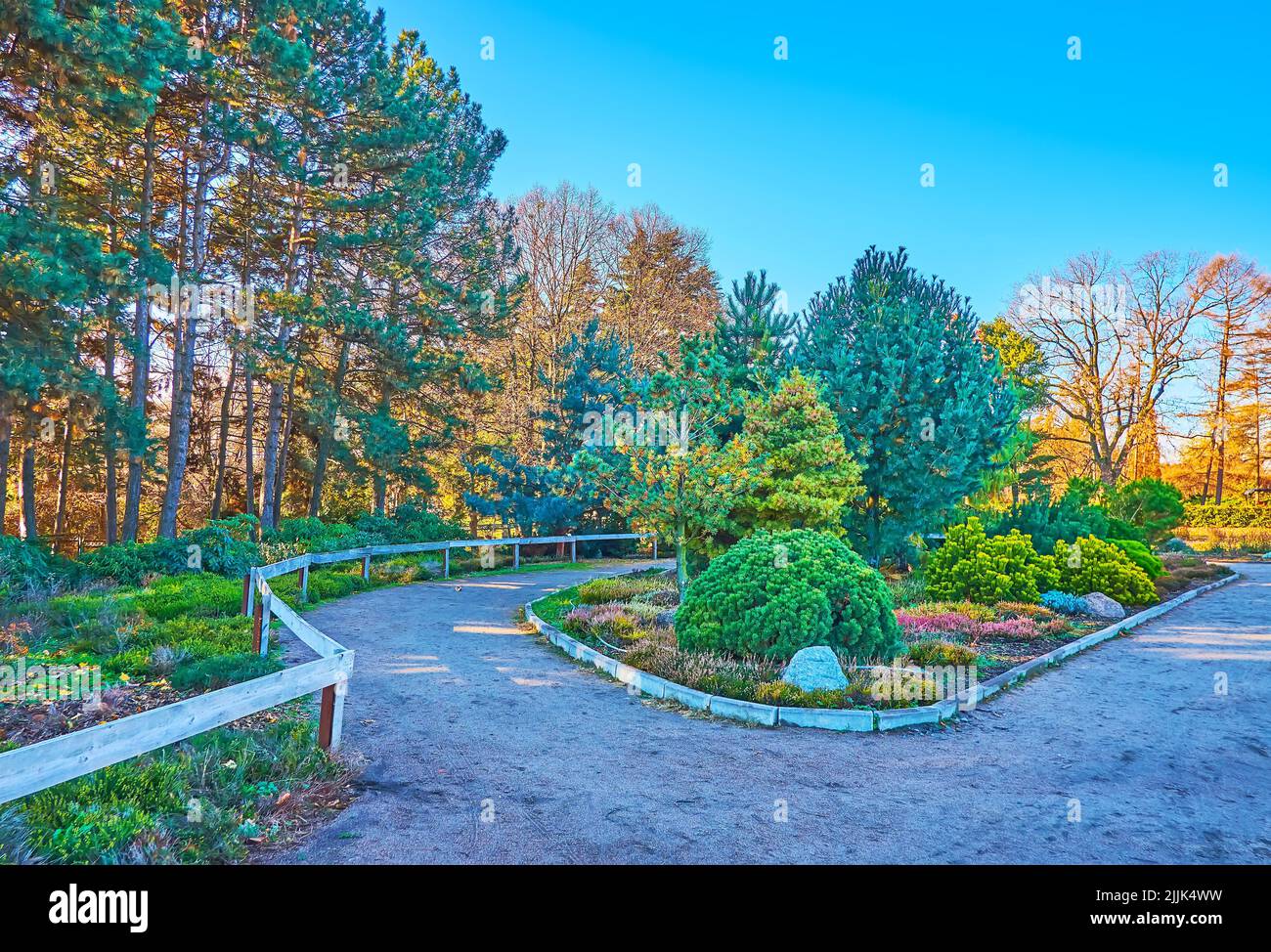 The picturesque green conifer plants - pines, spruces, larchs, junipers and others in Kyiv Botanical Garden, Ukraine Stock Photo