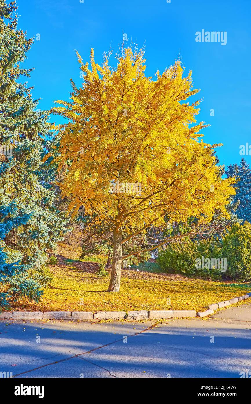 The bright yellow autumn dry leaves of Ginkgo biloba tree in Kyiv Botanical Garden, Ukraine Stock Photo