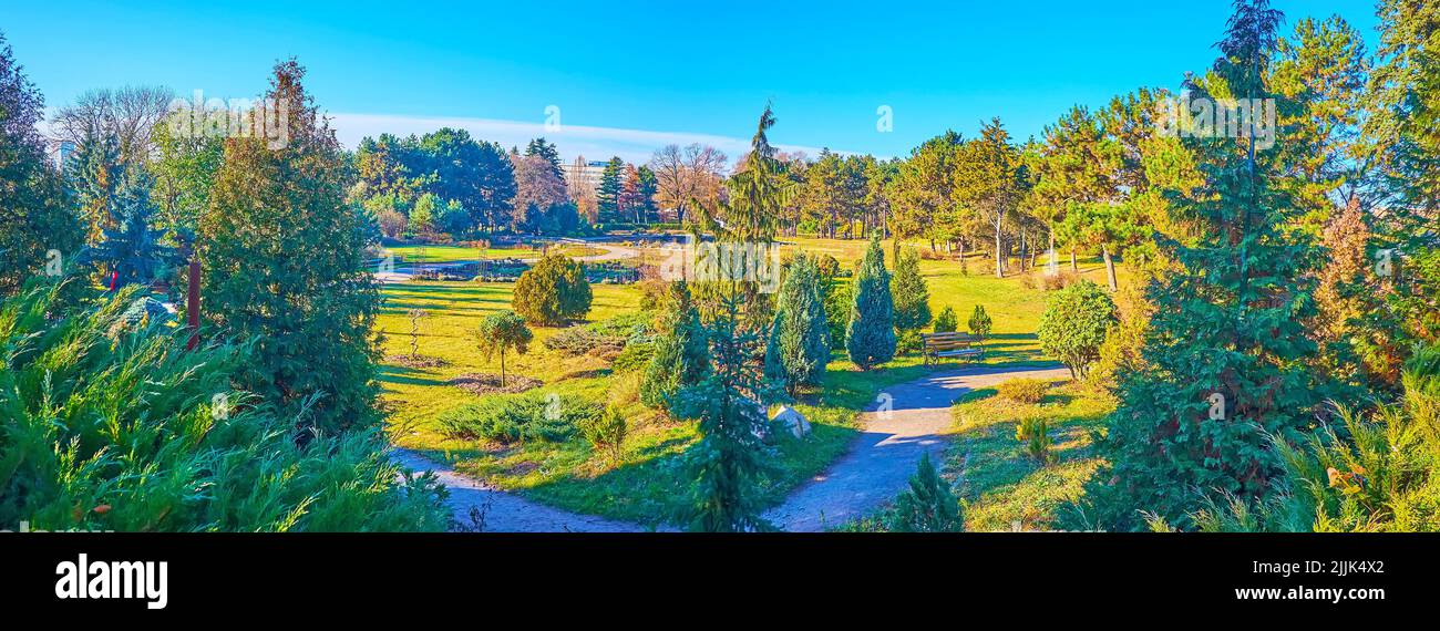 Panorama with beautiful spruces, pines, junipers, thujas and green lawn in conifer plants park of Kyiv Botanical Garden, Ukraine Stock Photo