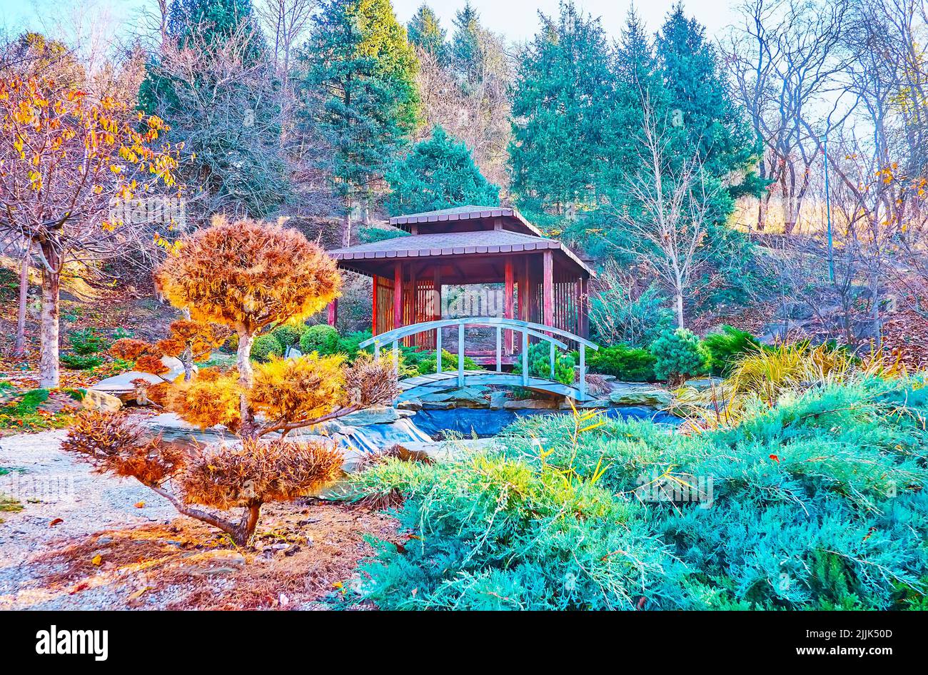 Topiary larch and green juniper in Japanese Rodzi Tea Garden, Kyiv ...