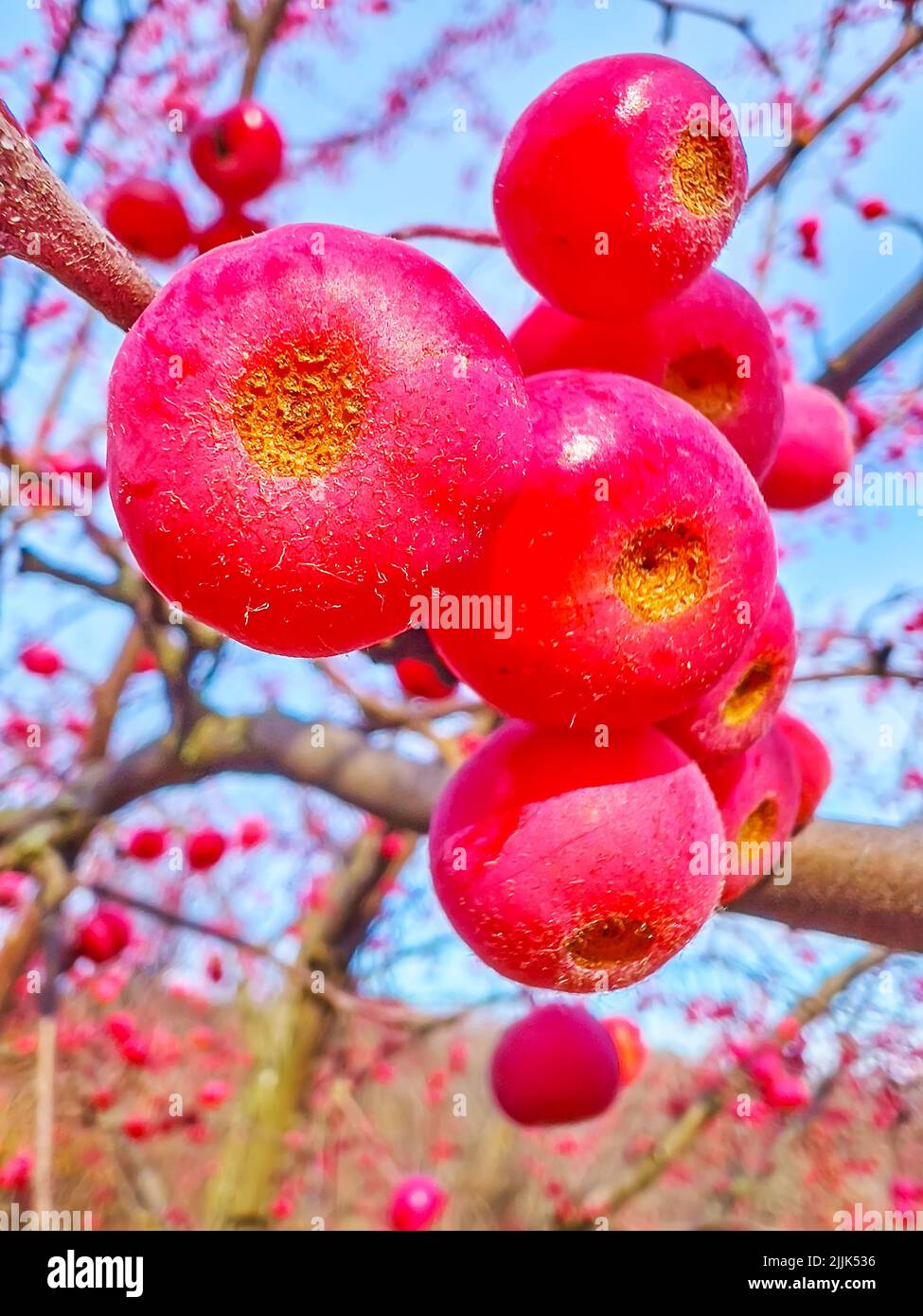 Closeup of bright red fruits of Siberian crab apple (Manchurian crab apple) on the tree in Kyiv