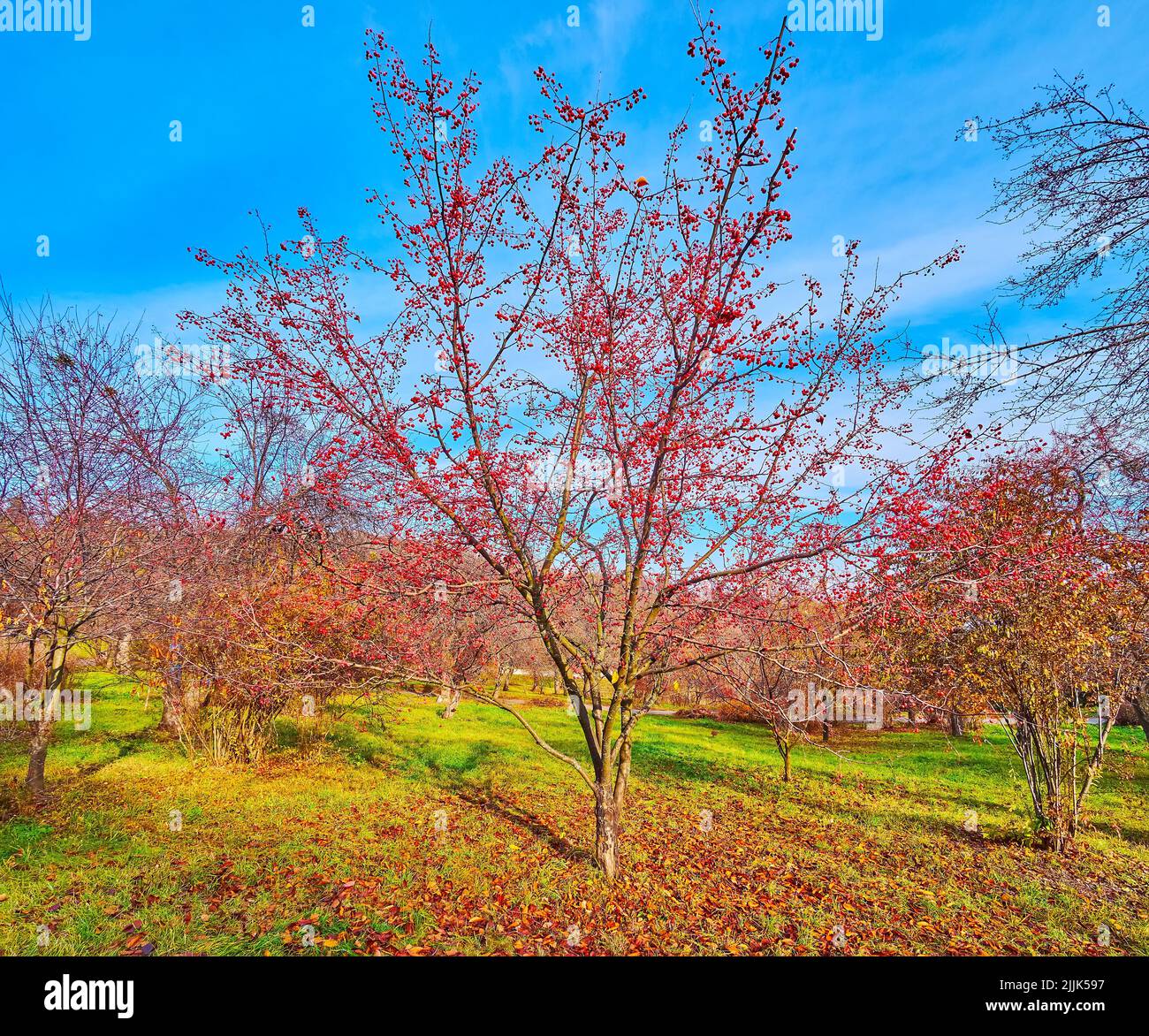 The spread Manchurian crab apple tree with red fruits against the green lawn in orchard of Kyiv