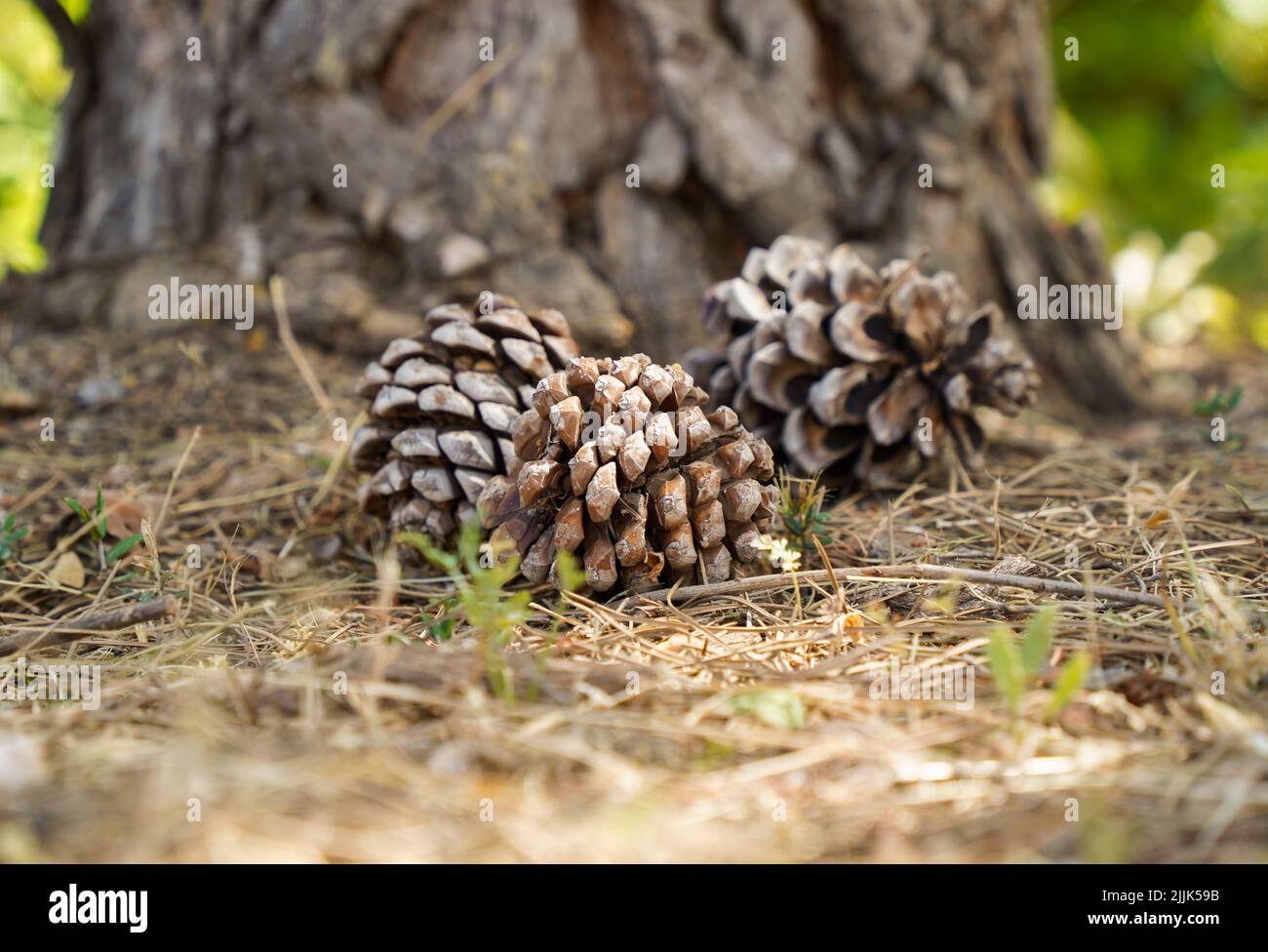 Cones of Stone Pine, Pinus Pinea on forest floor, Spain. Stock Photo