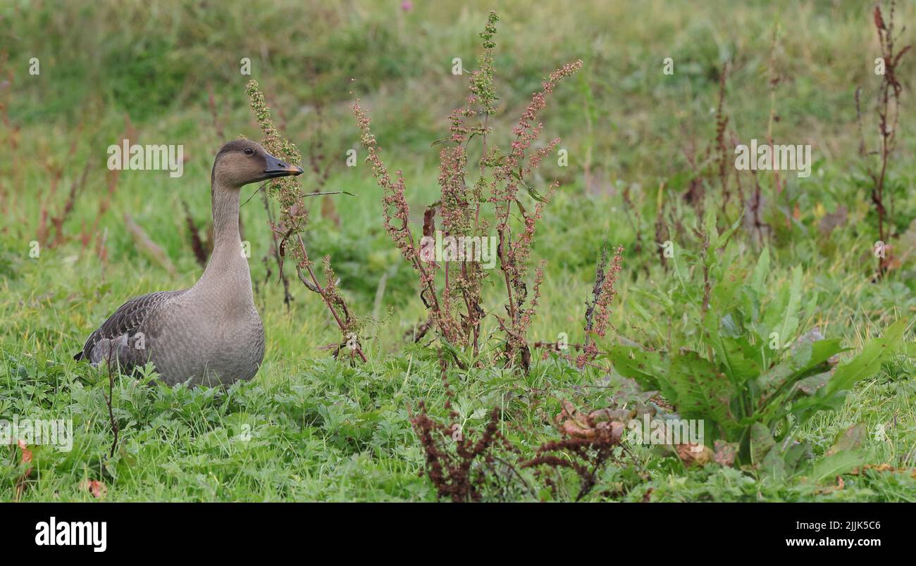 Tundra Bean goose, Anser fabalis rossicus standing in wetland Stock Photo