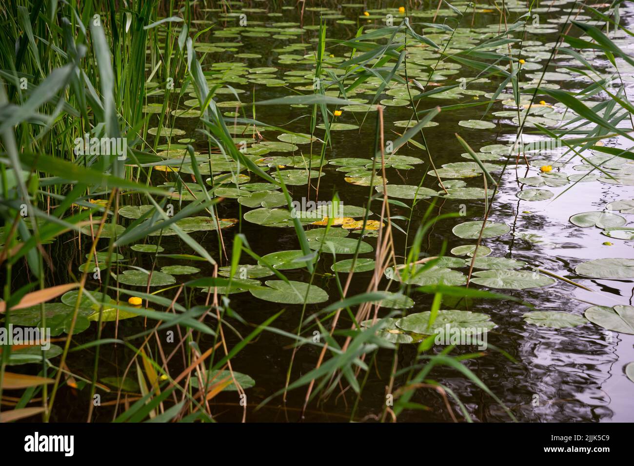 Unbloomed yellow water lilies with huge green leaves in green grass on the shore of a lake during the golden hour of summer. Stock Photo