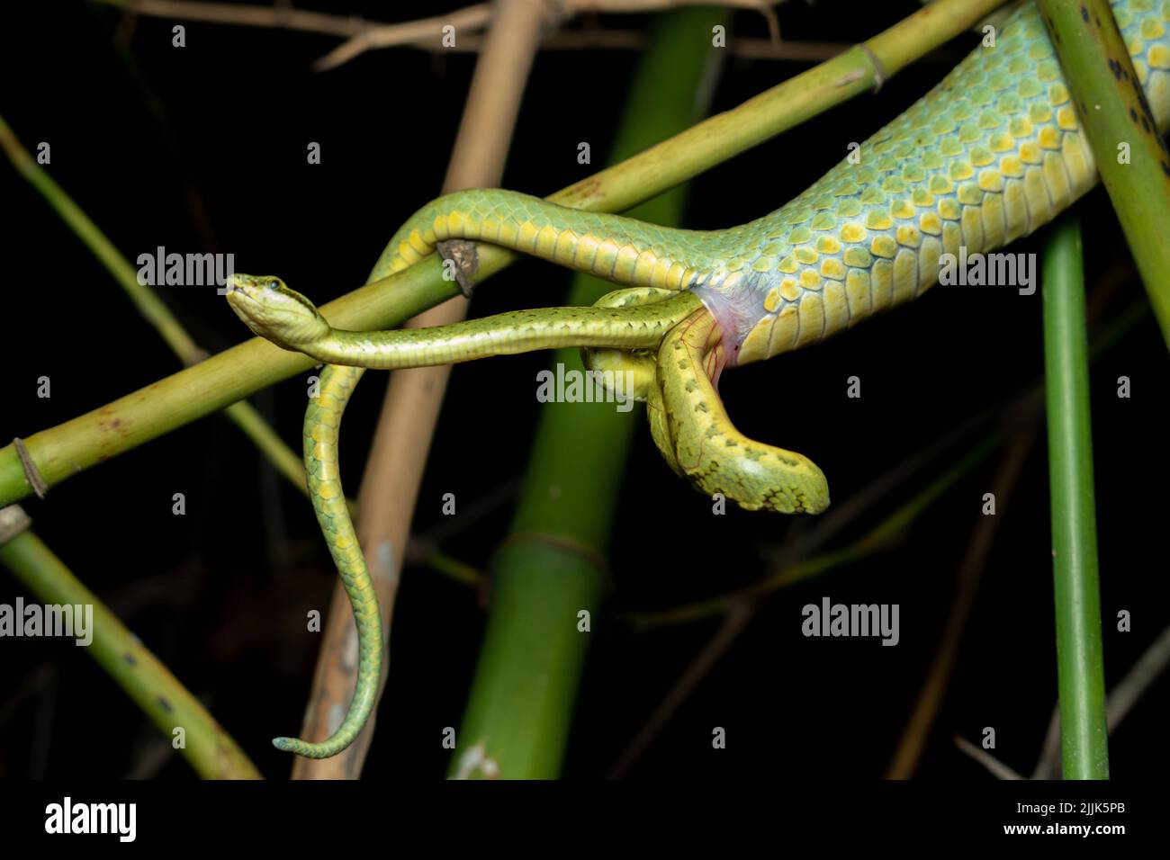 When born, the babies are 4.5 inches long. Valsad, India: THESE INCREDIBLE images capture a rare site of a snake giving birth, multiple tails extendin Stock Photo