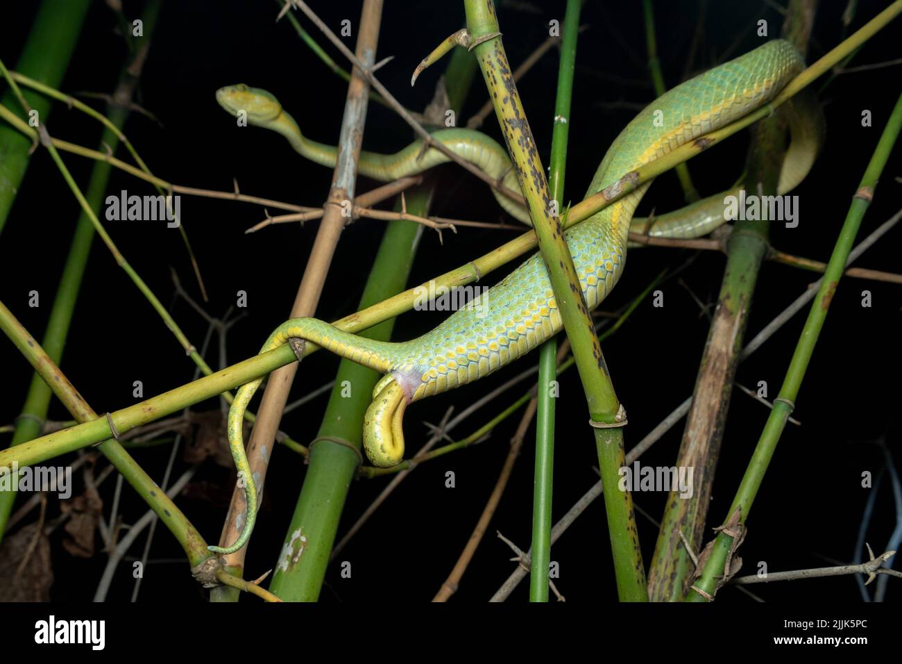 The babies emerge. Valsad, India: THESE INCREDIBLE images capture a rare site of a snake giving birth, multiple tails extending from its body as the b Stock Photo
