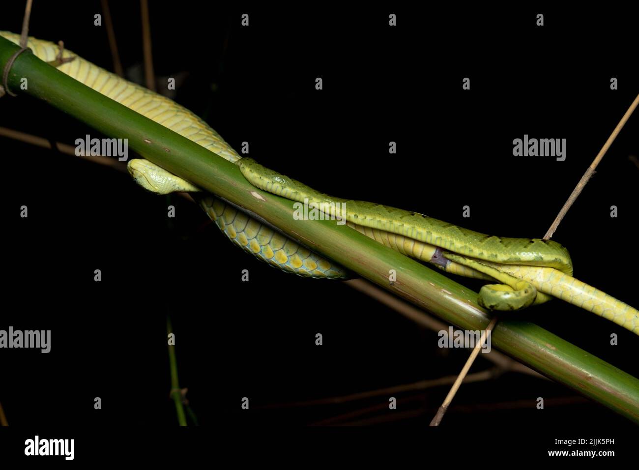 The snake balances on a bamboo branch. Valsad, India: THESE INCREDIBLE images capture a rare site of a snake giving birth, multiple tails extending fr Stock Photo