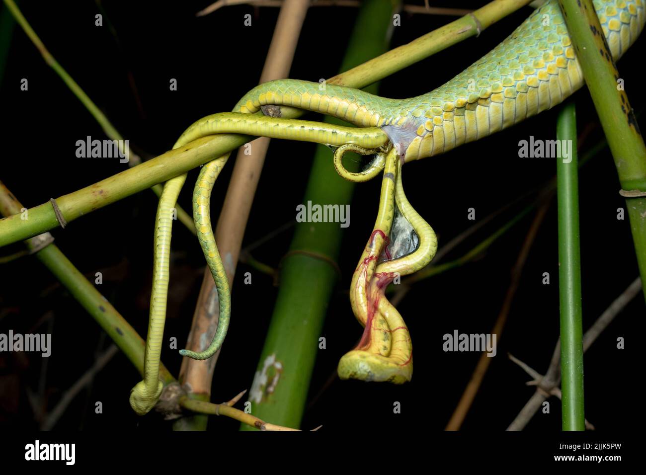 Multiple babies coming out at once. Valsad, India: THESE INCREDIBLE images capture a rare site of a snake giving birth, multiple tails extending from Stock Photo