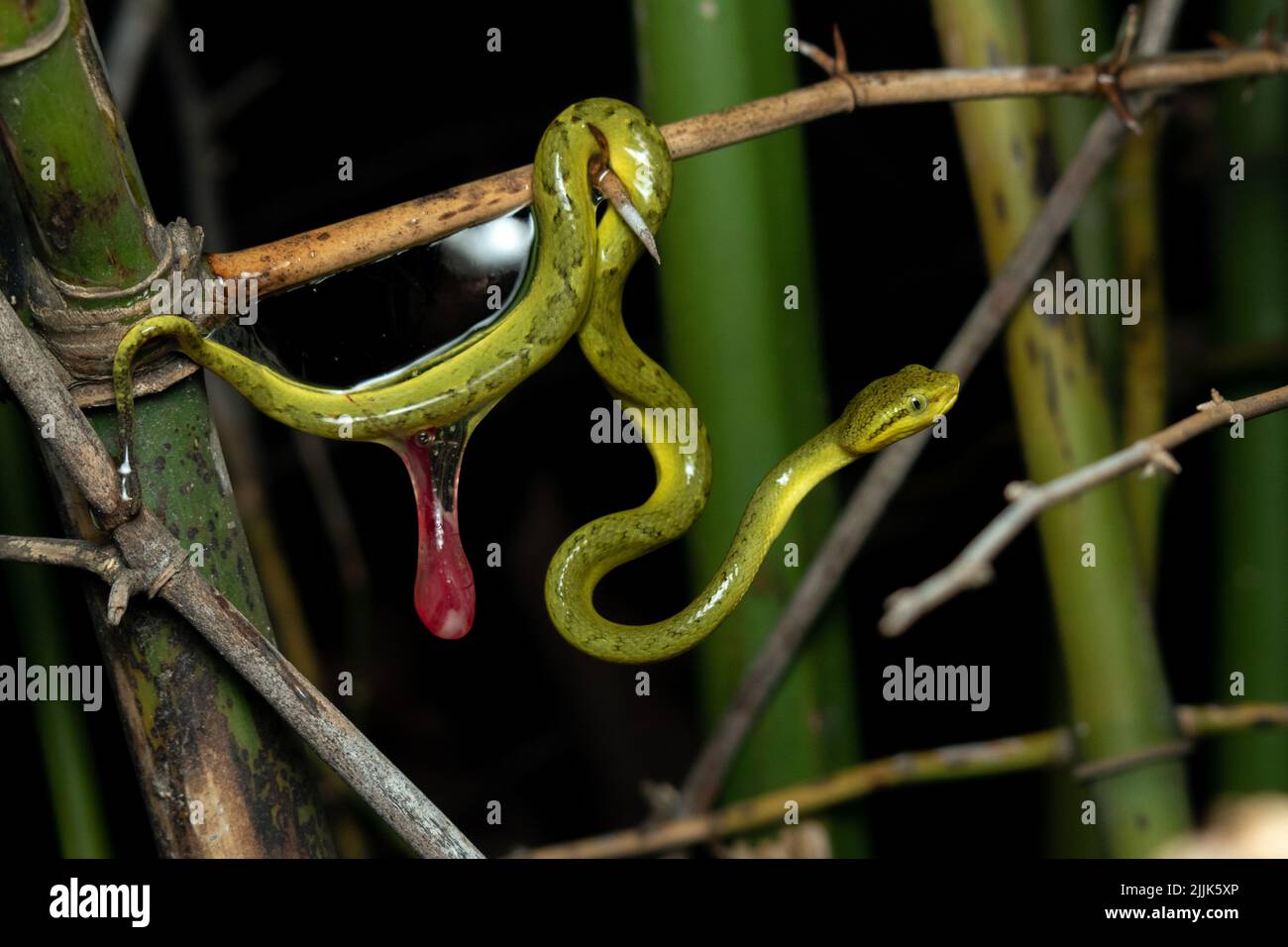 The birthing fluid drips of a newborn snake. Valsad, India: THESE INCREDIBLE images capture a rare site of a snake giving birth, multiple tails extend Stock Photo