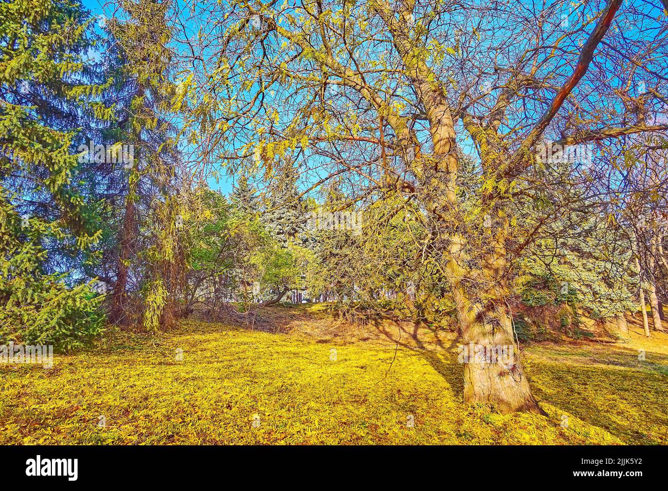 Panorama of honey locust (Gleditsia triacanthos) tree with carpet of yellow foliage on the ground and big thorns on the trunk and branches, Kyiv Botan Stock Photo