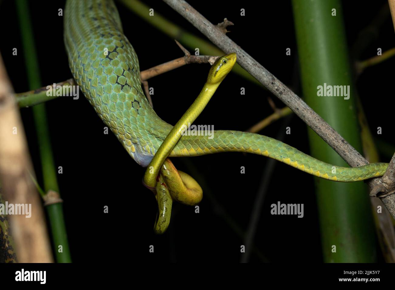 This is a baby bamboo pit viper Valsad, India: THESE INCREDIBLE images capture a rare site of a snake giving birth, multiple tails extending from its Stock Photo