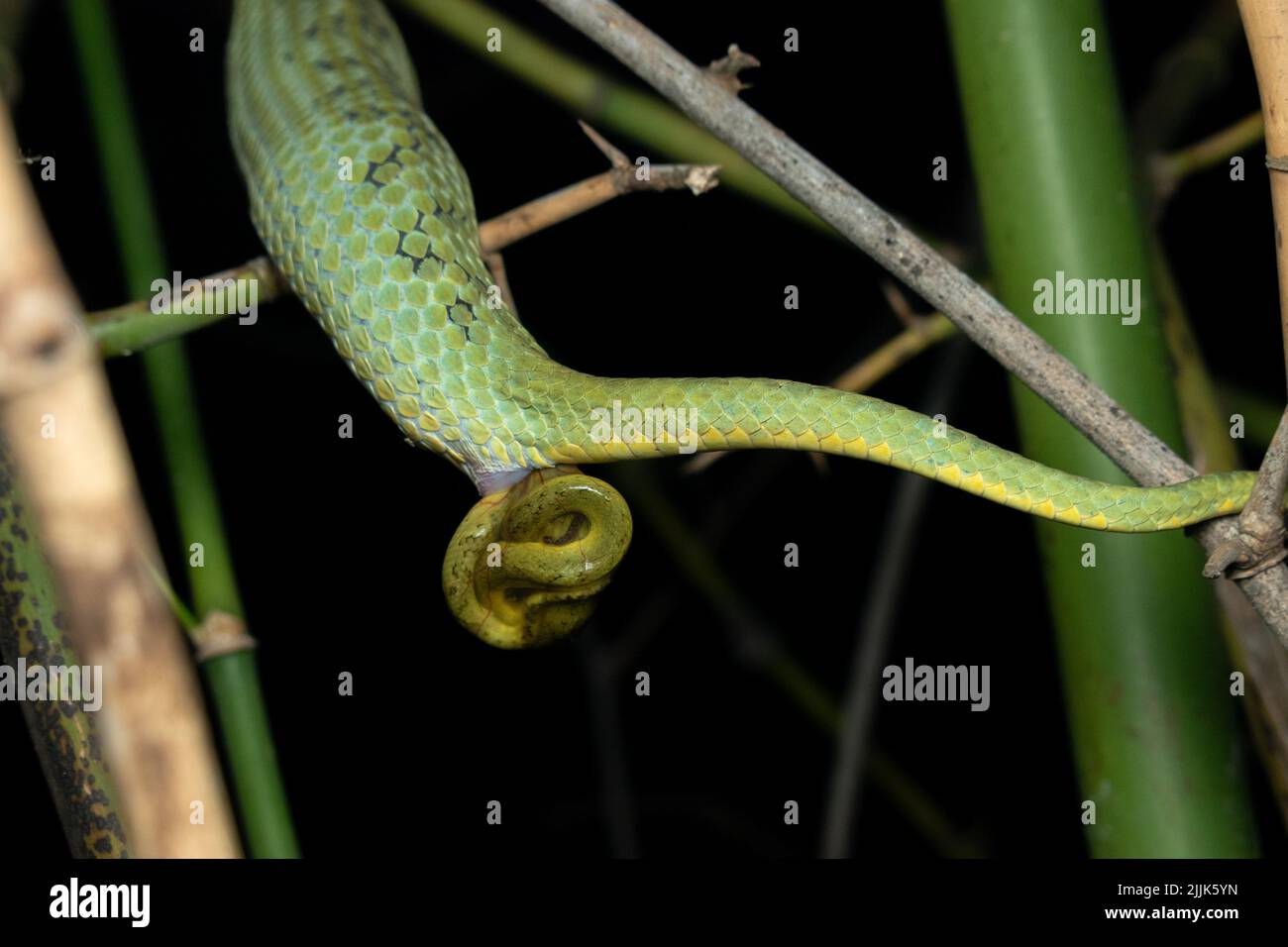 The pit viper venom can kill a human. Valsad, India THESE INCREDIBLE