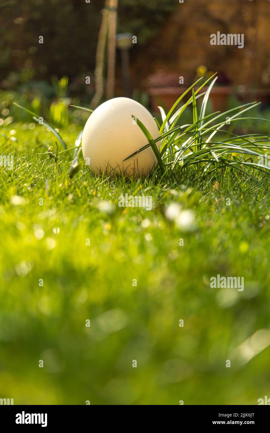 Garden egg hires stock photography and images Alamy