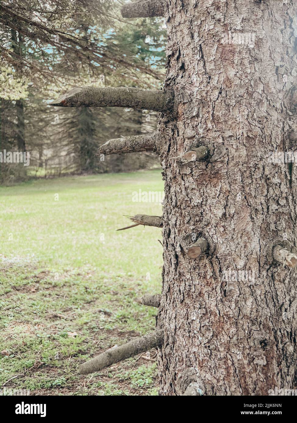 Vertical shot tree grass hi-res stock photography and images - Alamy