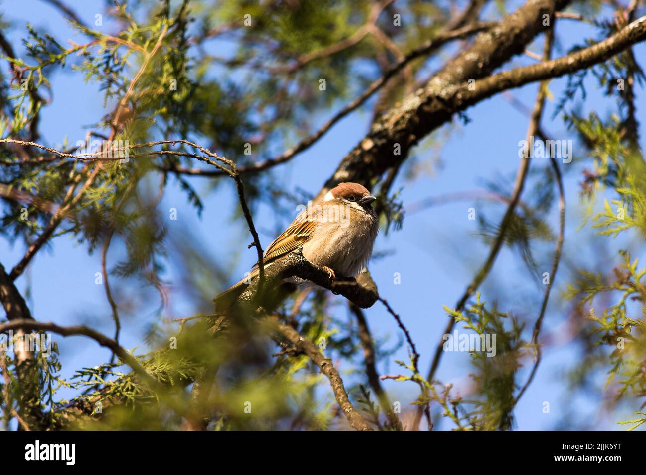 A little brown sparrow sitting on a spruce tree branch Stock Photo