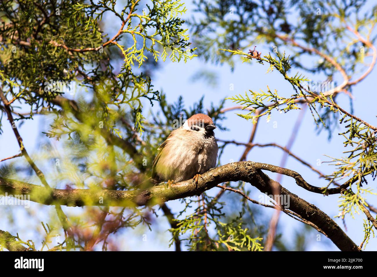 A little brown sparrow sitting on a spruce tree branch Stock Photo
