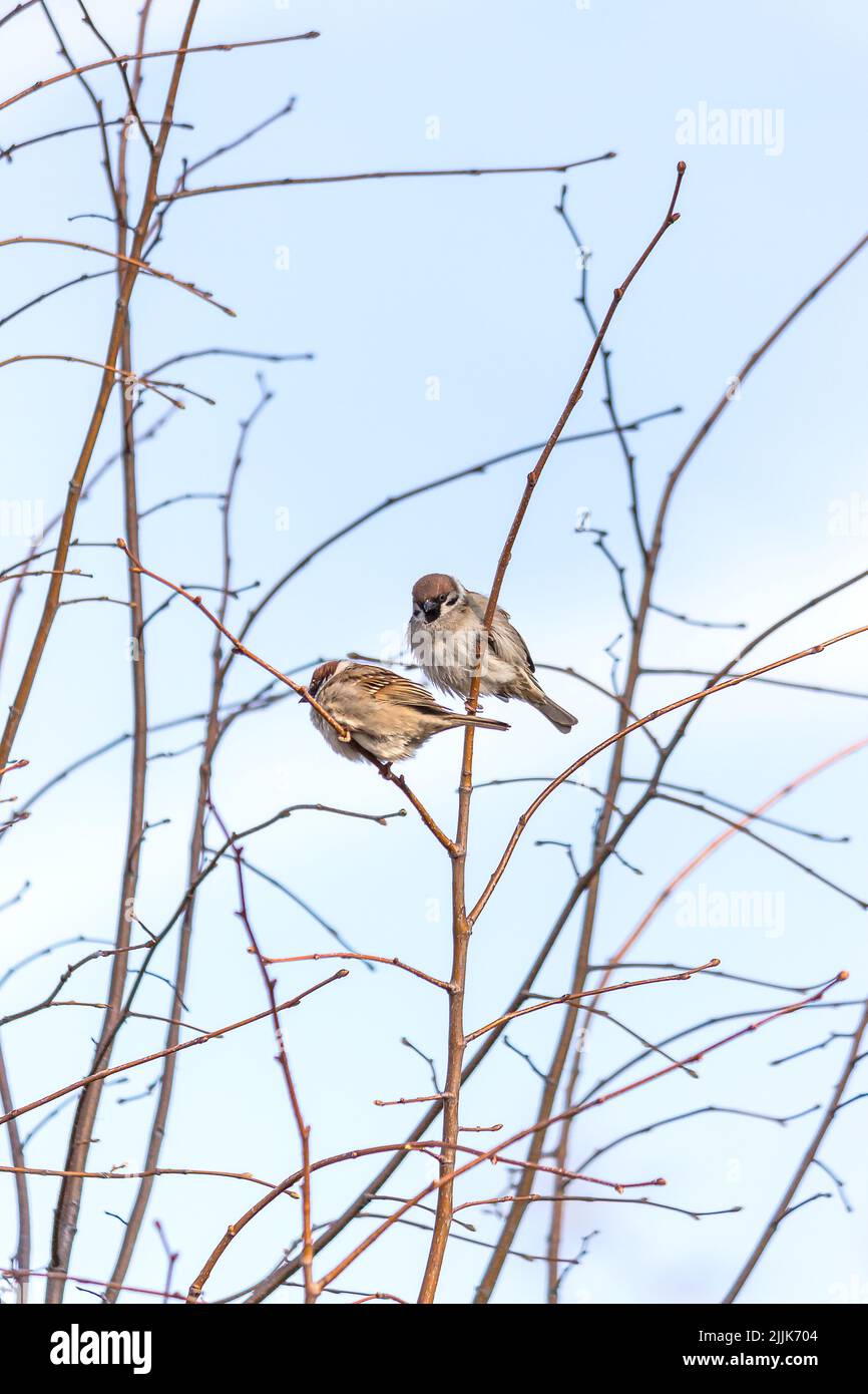 Two sparrows hi-res stock photography and images - Alamy