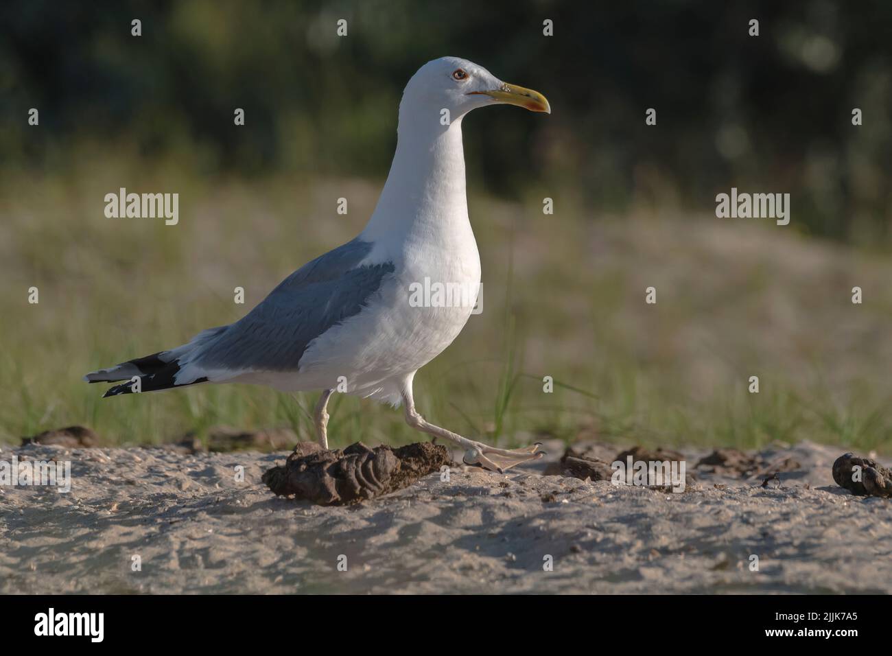 Herring Gull (Larus argentatus). Romania Stock Photo