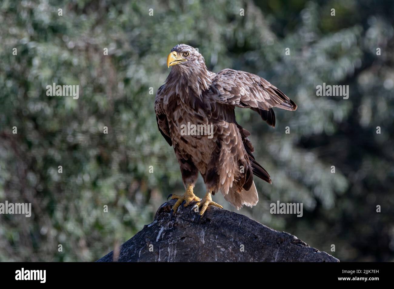 White-tailed Eagle. Romania Stock Photo