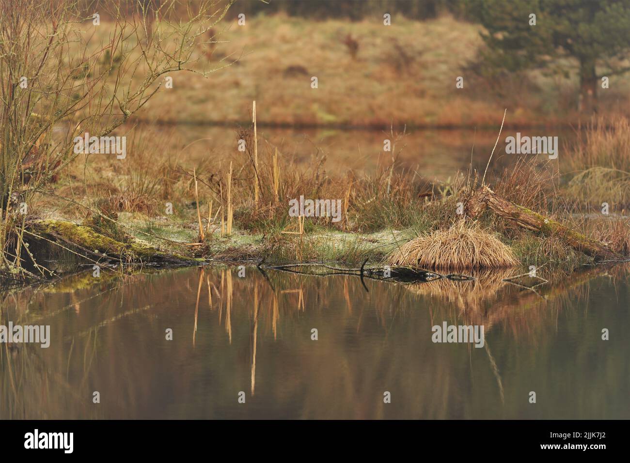 Wetland swamp water grass hi-res stock photography and images - Alamy