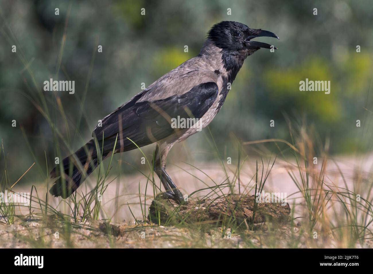 Hooded Crow (Corvus corone cornix). Romania Stock Photo