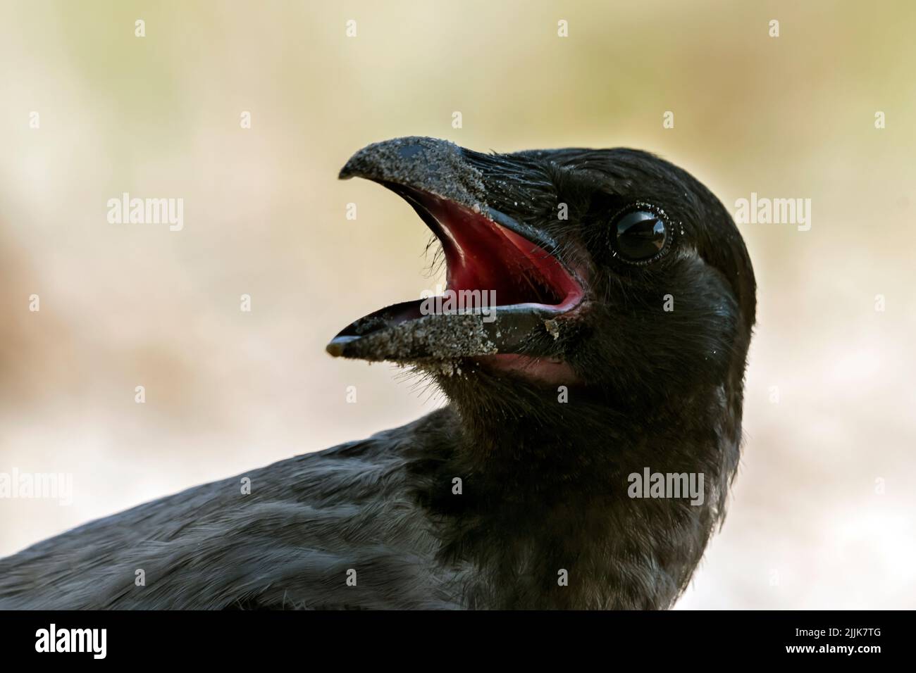 Raven (Corvus corax). Romania Stock Photo