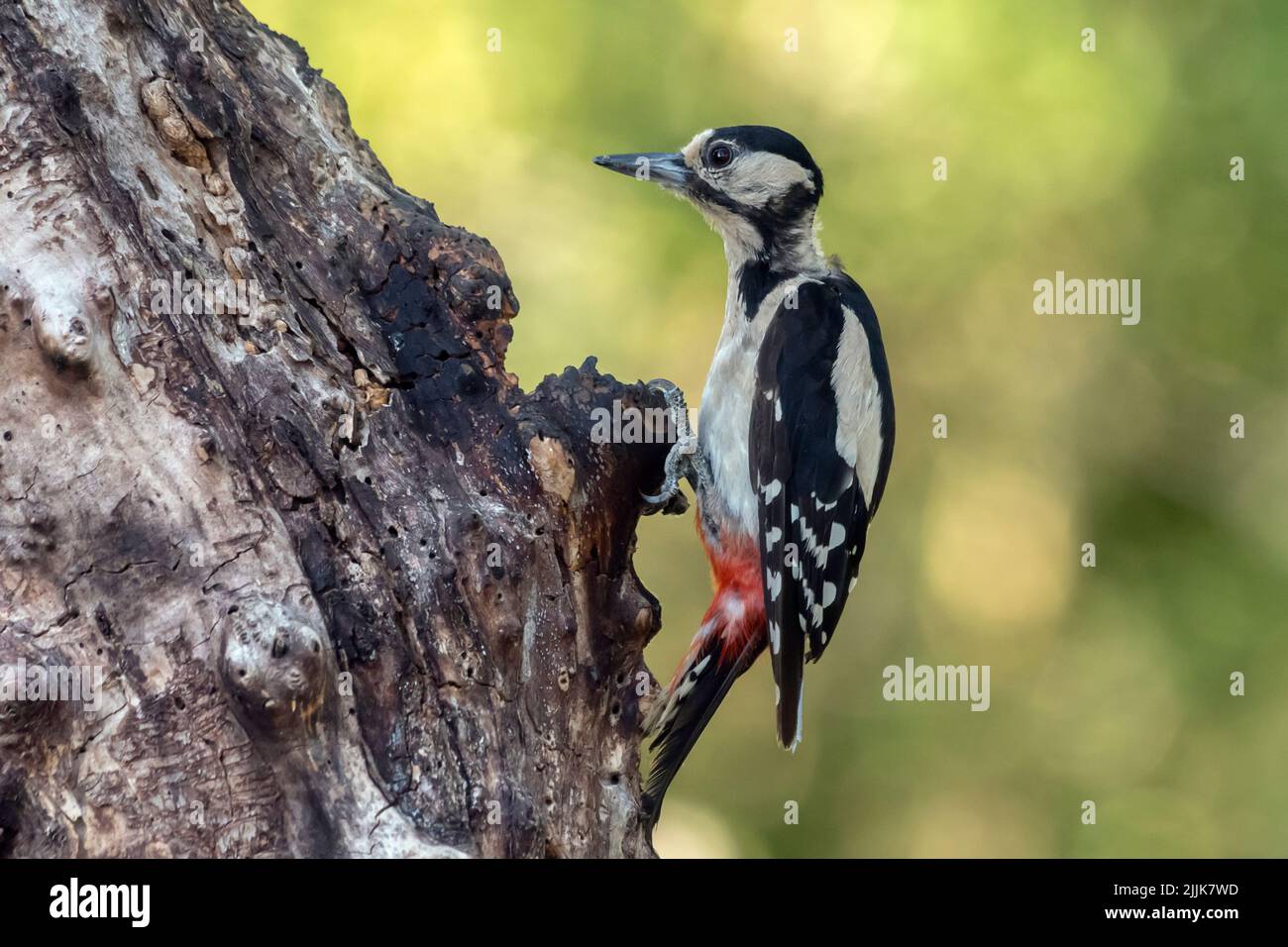female Great Spotted Woodpecker (Dendrocopos major). Romania Stock Photo