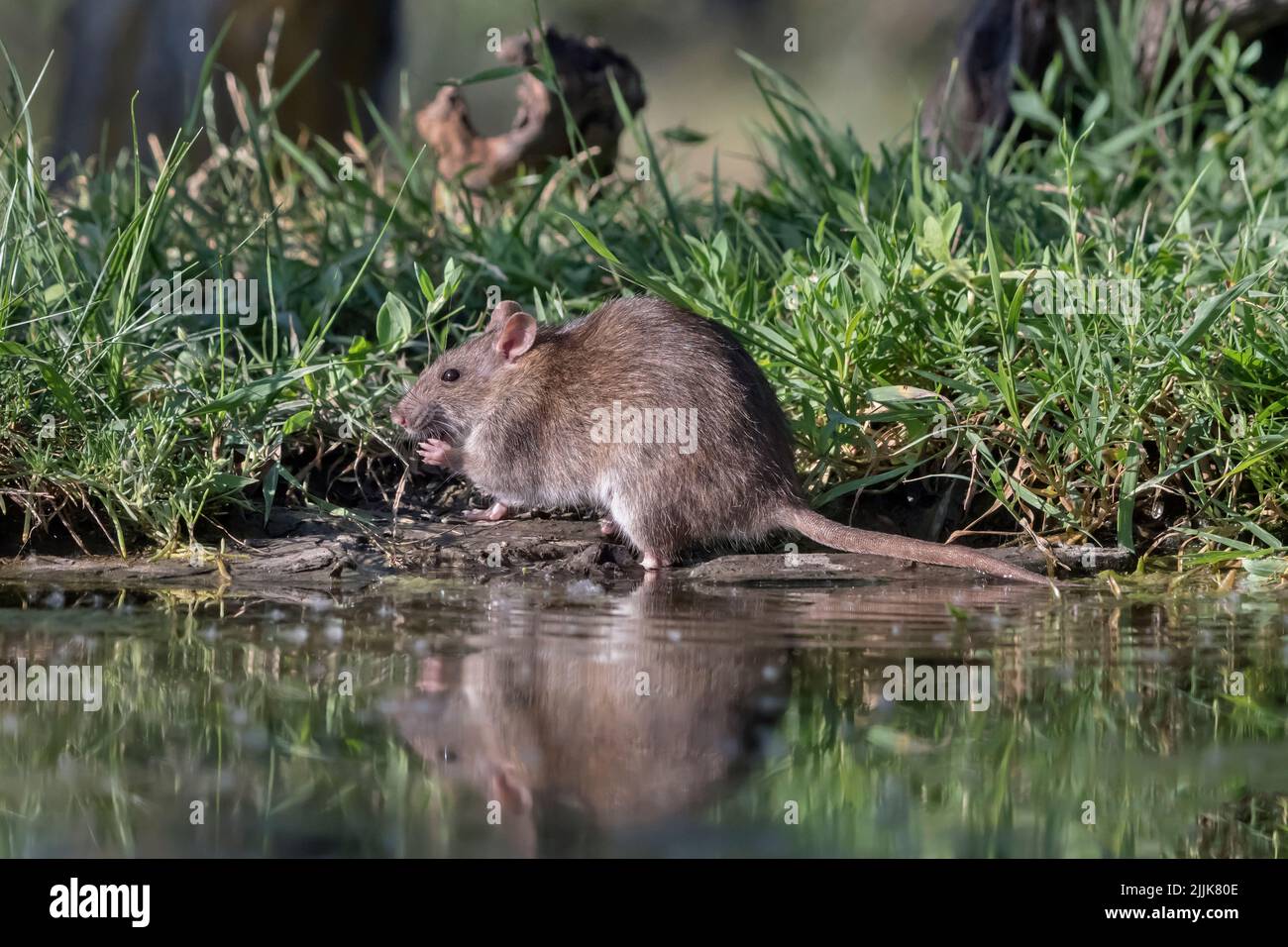 Brown Rat or Norway Rat (Rattus norvegicus). Romania Stock Photo