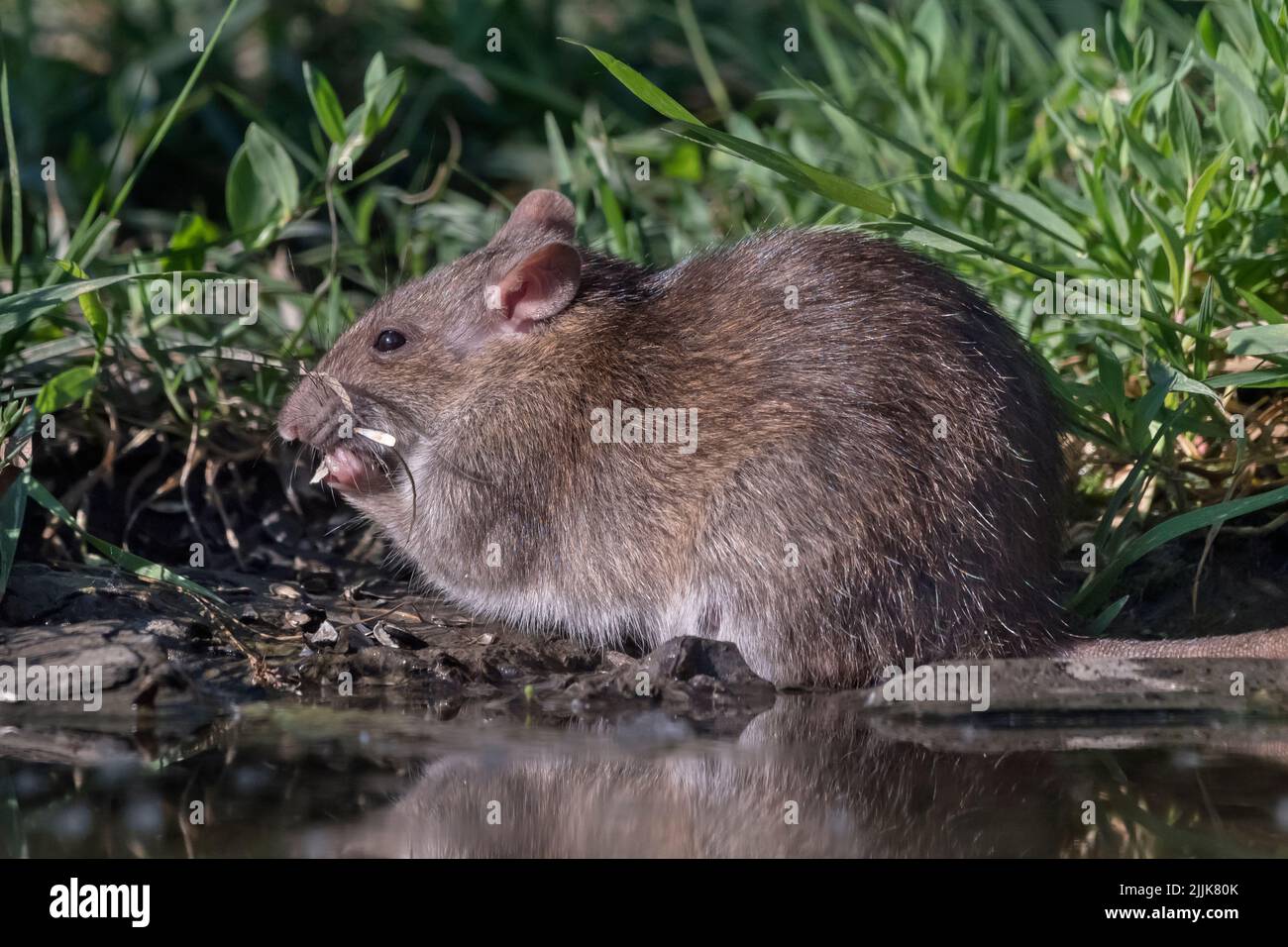 Brown Rat or Norway Rat (Rattus norvegicus). Romania Stock Photo