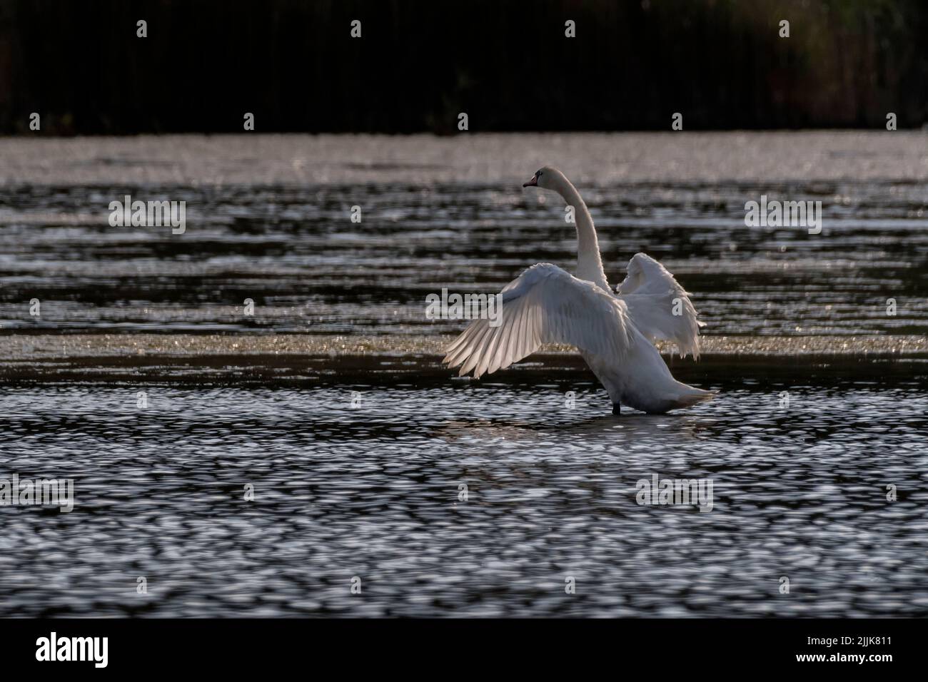 Whooper Swan (Cygnus cygnus). Romania Stock Photo