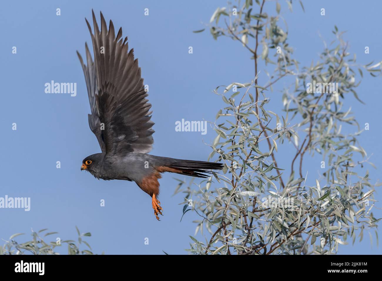 Red-footed Falcon (Falco vespertinus). Romania Stock Photo