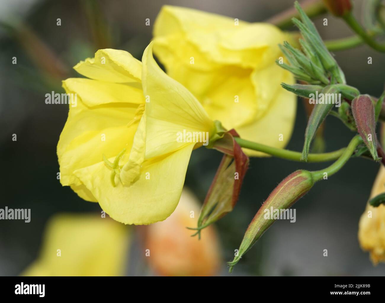 Flowers Oslinnik biennial closeup very delicate and beautiful Stock