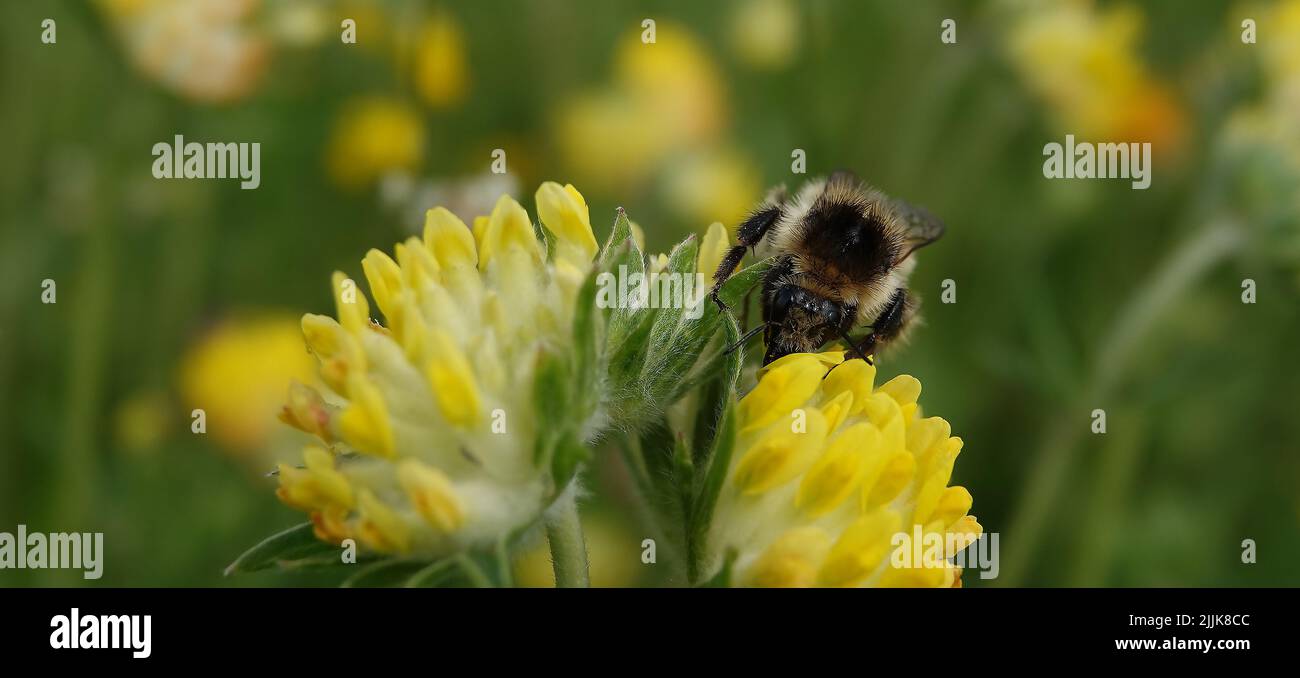 Flower Ulcer wound healing or Ulcer common, or Cinder or Hare clover