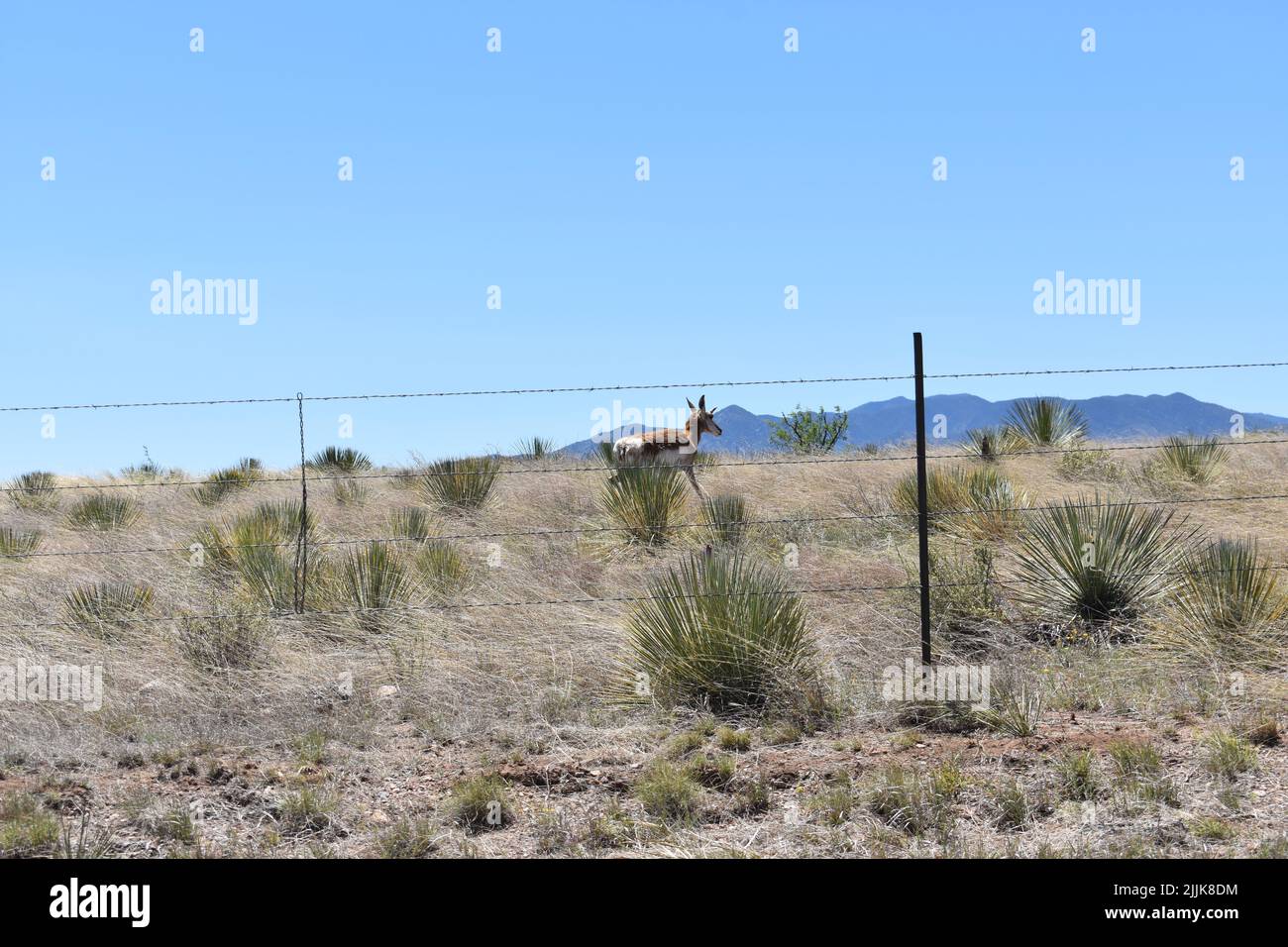 A pronghorn antelope with a barbed-wire fence in the high desert of Arizona, USA Stock Photo