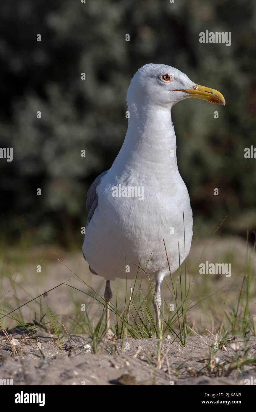 Herring Gull (Larus argentatus). Romania Stock Photo