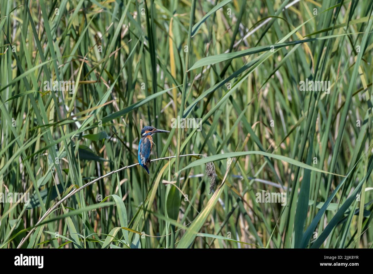 Kingfisher (Alcedo atthis). Romania Stock Photo