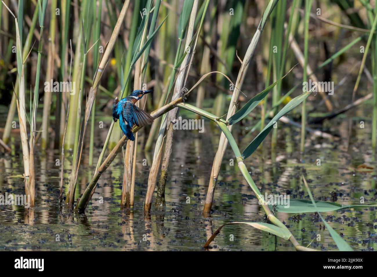 Kingfisher (Alcedo atthis). Romania Stock Photo