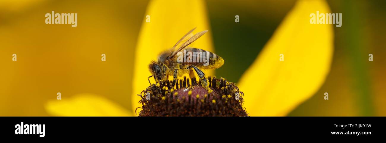 Family compositae asteraceae hi-res stock photography and images - Alamy
