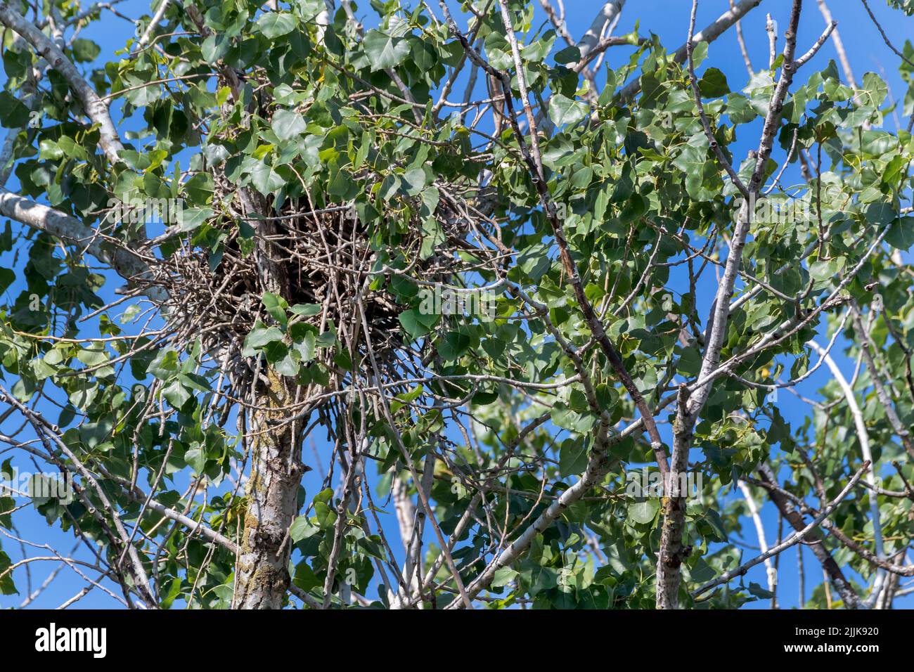 Nest of Red-footed Falcon (Falco vespertinus). Romania Stock Photo