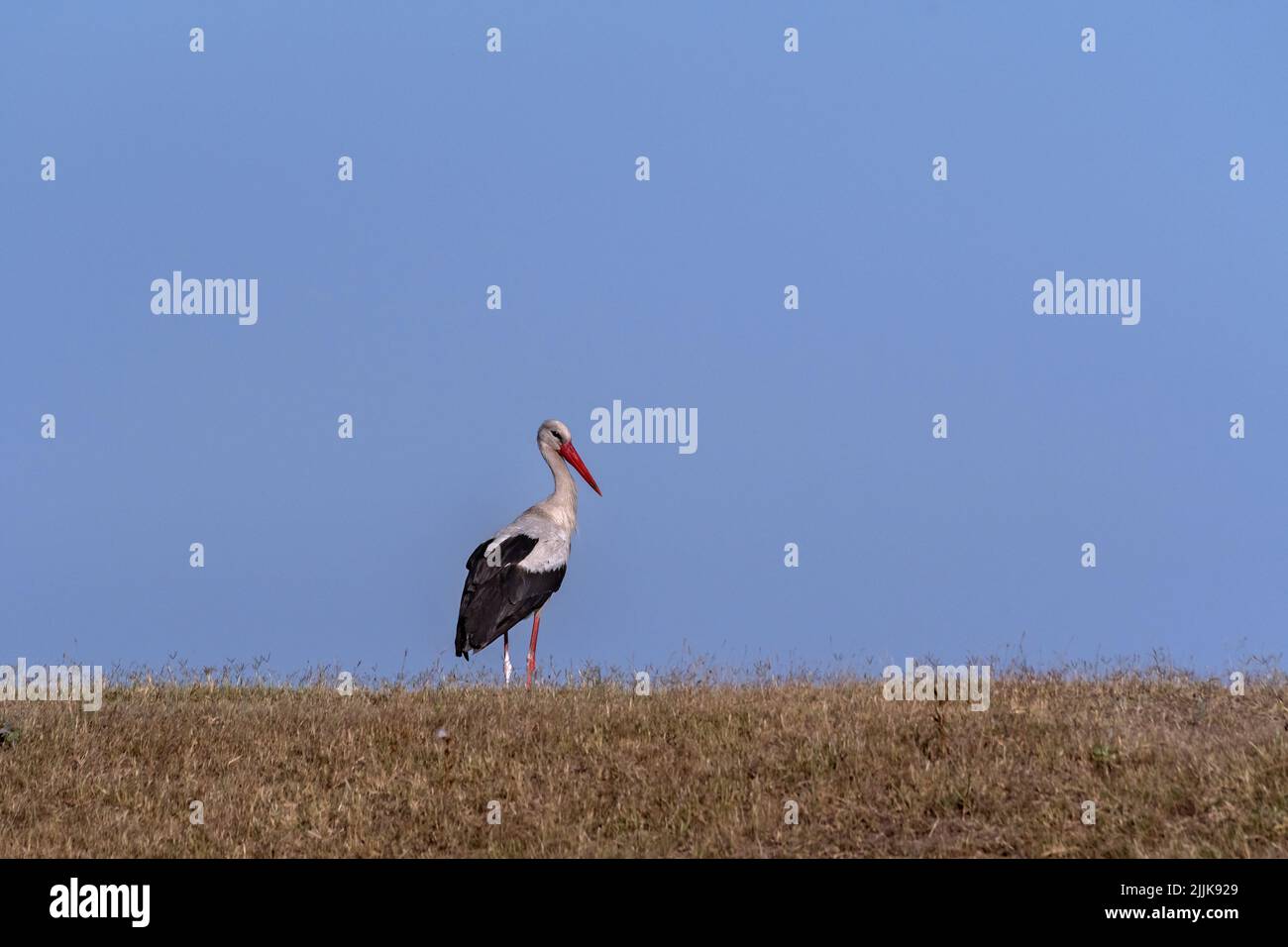 White Stork (Ciconia ciconia). Romania Stock Photo