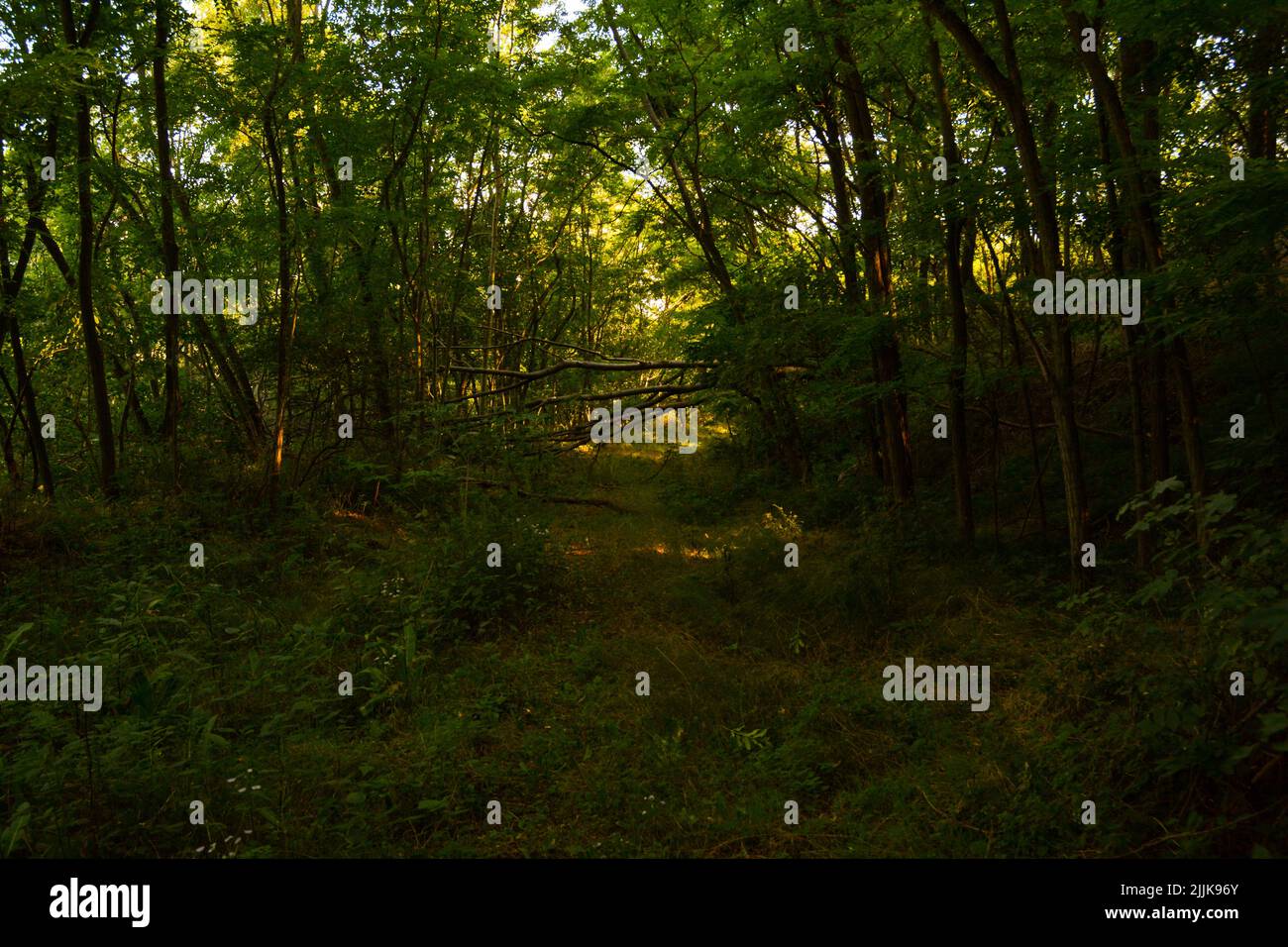 View of an abandoned path in a dense forest Stock Photo - Alamy