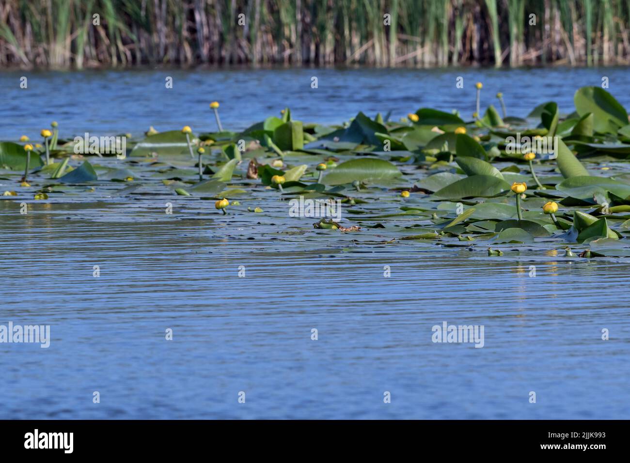 Dwarf water-lily (Nuphar lutea). Romania Stock Photo