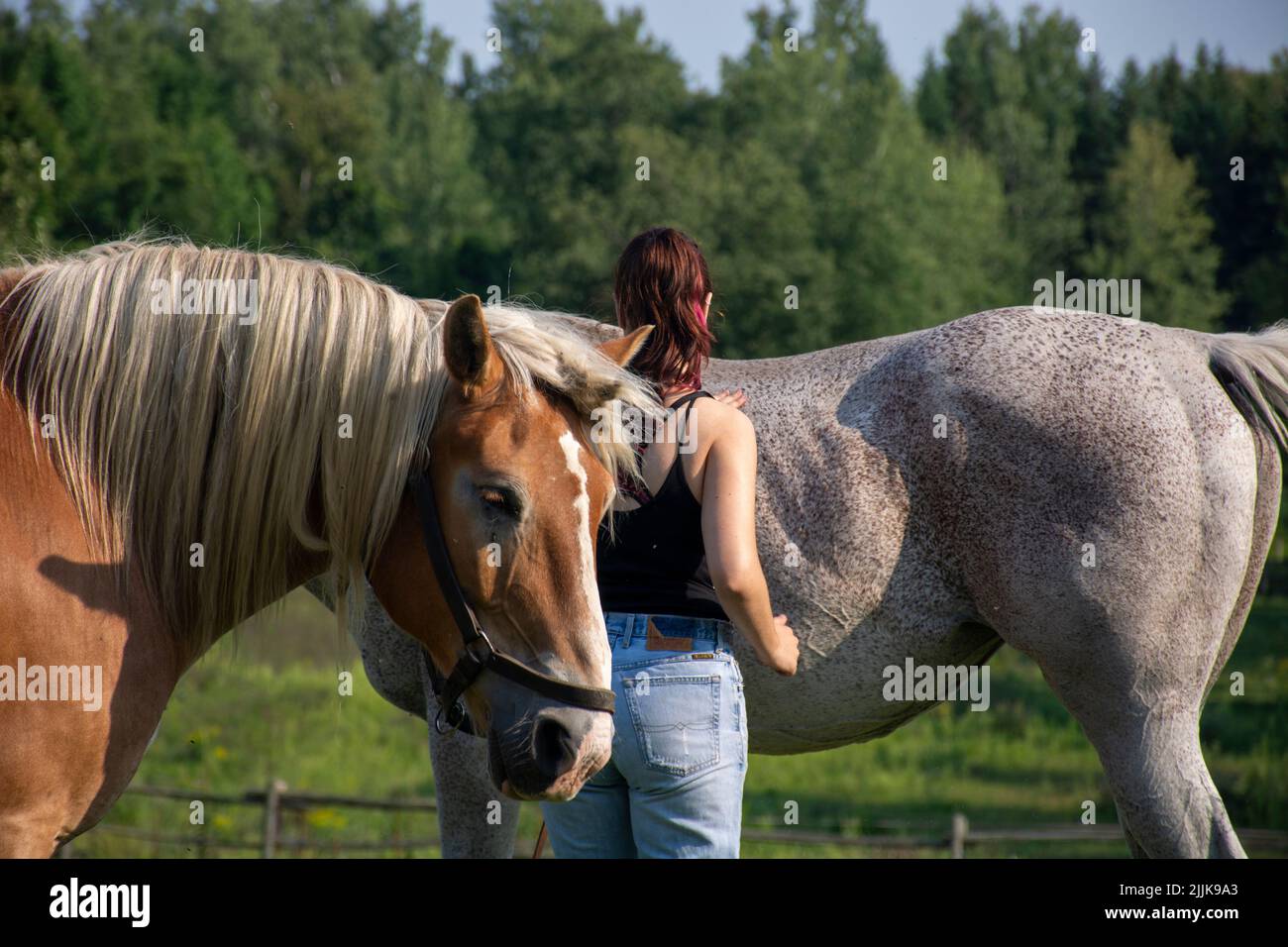 A beautiful shot of some horses on a Canadian Farm, Alberta Stock Photo