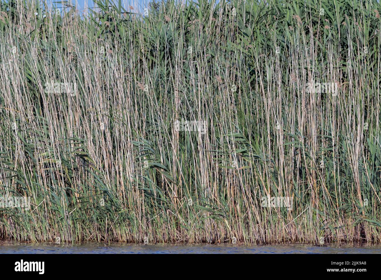 Bed of reeds. Romania Stock Photo